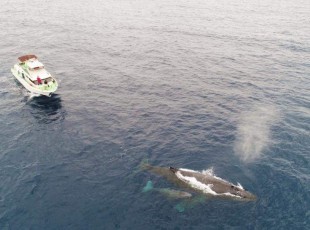 P Whale (46)