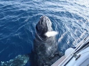 P-Whale-42