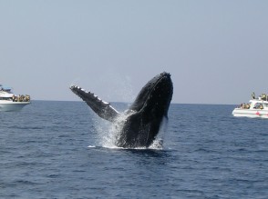 日帰り離島ツアー 沖縄のオプショナルツアーはセルリアンブルー