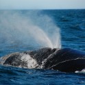 Patagonia Whale Surfacing