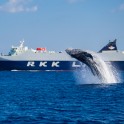 Whalewatching in Okinawa