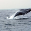 whale 20110210_010