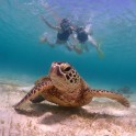 Snorkeling 06