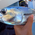 繝√Ε繝ｼ繧ｿ繝ｼ繝輔ｚ繝ｩ繝ｳ逕ｻ蜒・繝医Ο繝ｼ繝ｪ繝ｳ繧ｯ繧・4fishing
