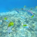 DCIM100GOPROGOPR4165.