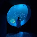dmm_aquarium_r-23