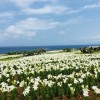 毎年恒例！100万輪のユリが咲き誇る「伊江島ゆり祭り」日帰りツアー予約開始！