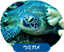 ウミガメ