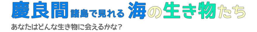 慶良間諸島で見れる海の生き物たち