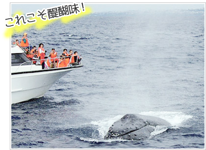ホエールウォッチングでクジラを見つける際の目印「潮吹き」