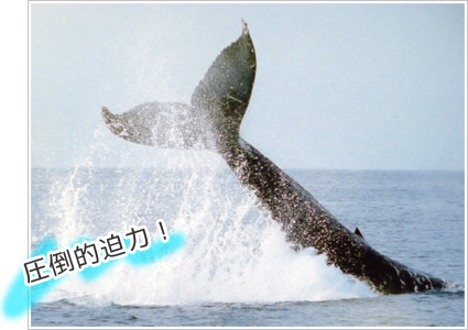 クジラの体の後ろ半分を海面に持ち上げて海面をたたきつける行動