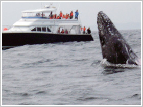 クジラの体の3分の1を海面に出し、体で海面をたたきつける行動