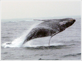 クジラのジャンプ