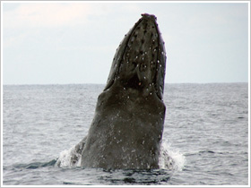 クジラが海面から垂直に顔を出し回転させながら周囲を確認する行動